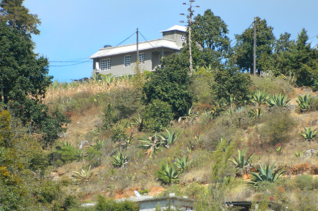 Heladas dañan cultivos en Tehuacán