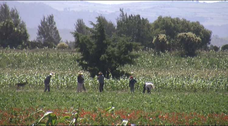 Heladas atípicas dañan más de 100 hectáreas de cultivos en Serdán