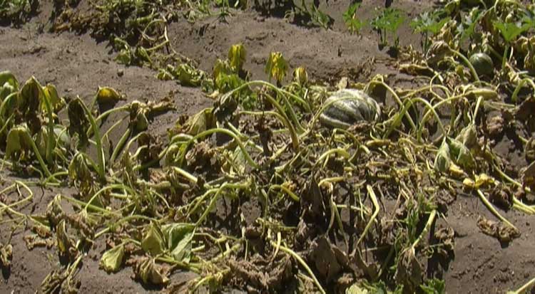 Heladas atípicas dañan más de 100 hectáreas de cultivos en Serdán