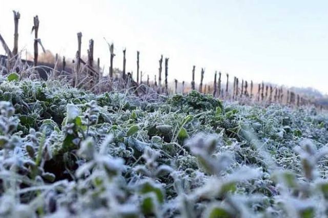 Heladas en México: Un Desafío Climático para la Agricultura y la Salud