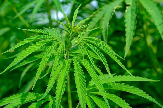 Presionan empresas al Senado para aprobación del cannabis