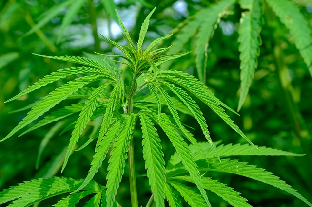 Consumidores exigen que el Senado legalice la mariguana