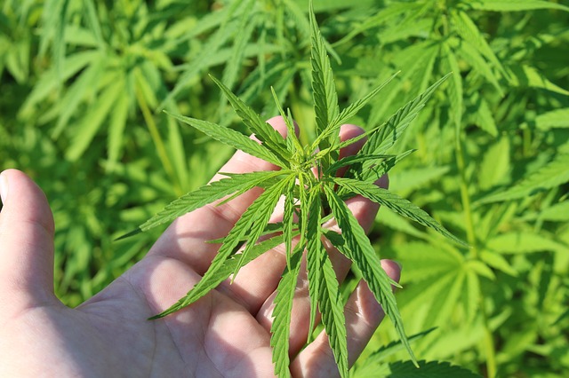 Ahora que el Senado aprobó el uso de la mariguana, esto debes saber