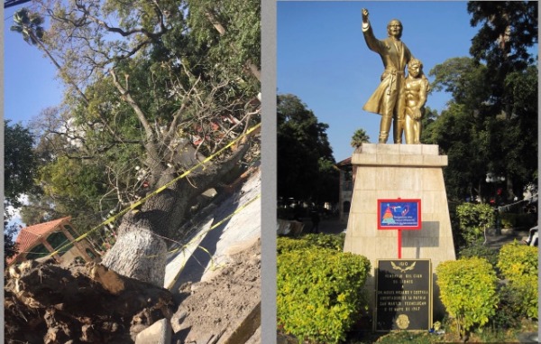 VIDEO Cae árbol gigante del zócalo de Texmelucan y daña monumento