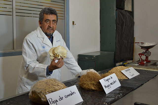 Impulsa BUAP consumo de hongo Pleurotus en zonas marginadas