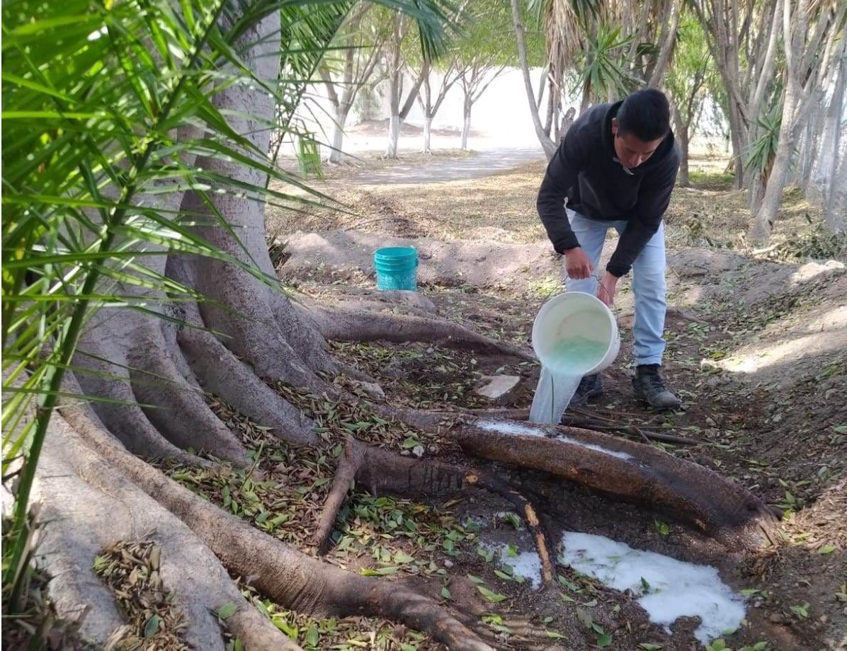 Buscan controlar plaga de Hongo Negro en árboles de Tehuacán