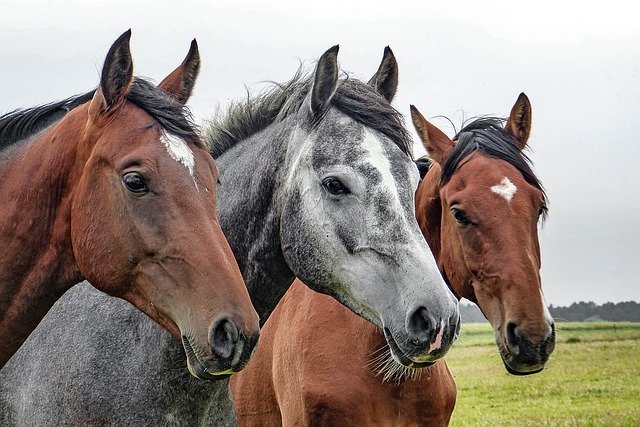 Con suero de caballo México busca desarrollar tratamiento contra Covid19