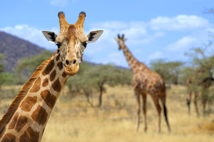 Nace jirafa sin manchas; es la única en el mundo