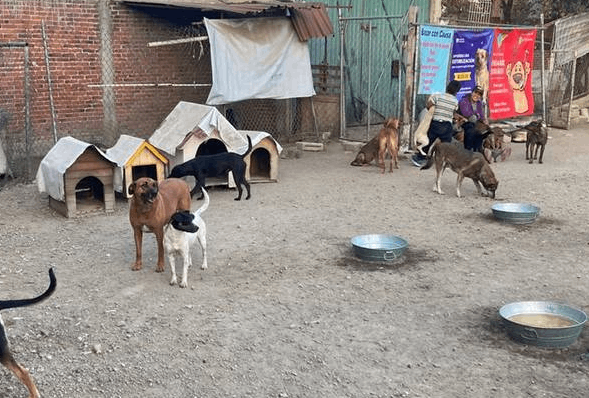 Cierran refugio canino Huellitas con Alma en San Pedro Cholula.