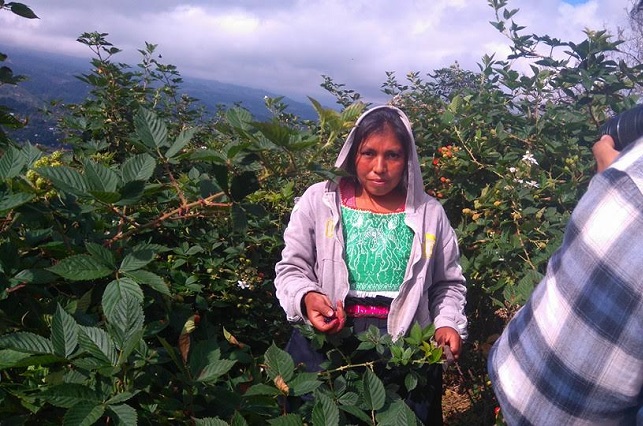 Equipan huerto de Huauchinango para producir café de calidad