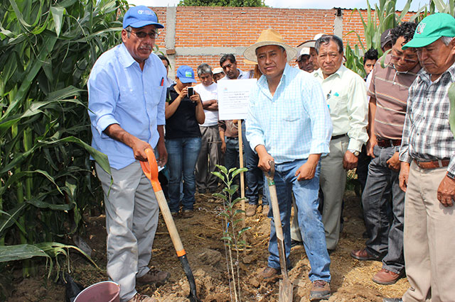 Apoya Cuautlancingo proyecto para huertos de manzano