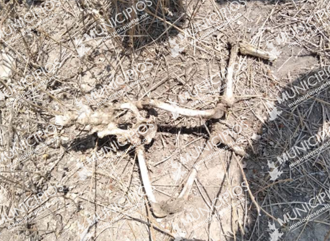 Hallan osamenta de menor de edad en Tecamachalco