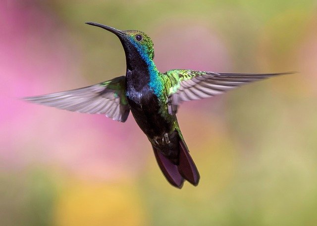 Estudio revela que Colibrís ven colores que los humanos no pueden ni imaginar