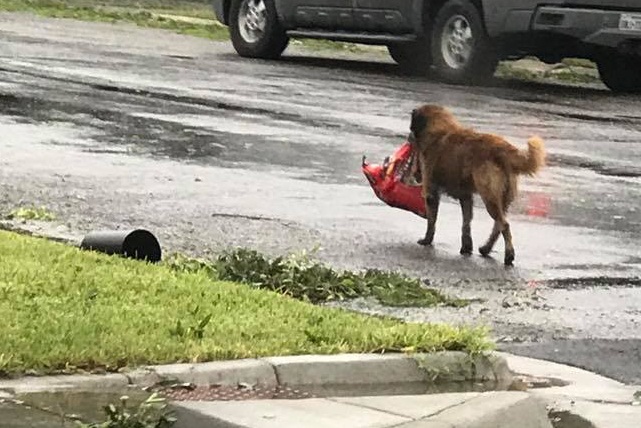 Otis, el perro que huyó del huracán Harvey y su foto se viralizó