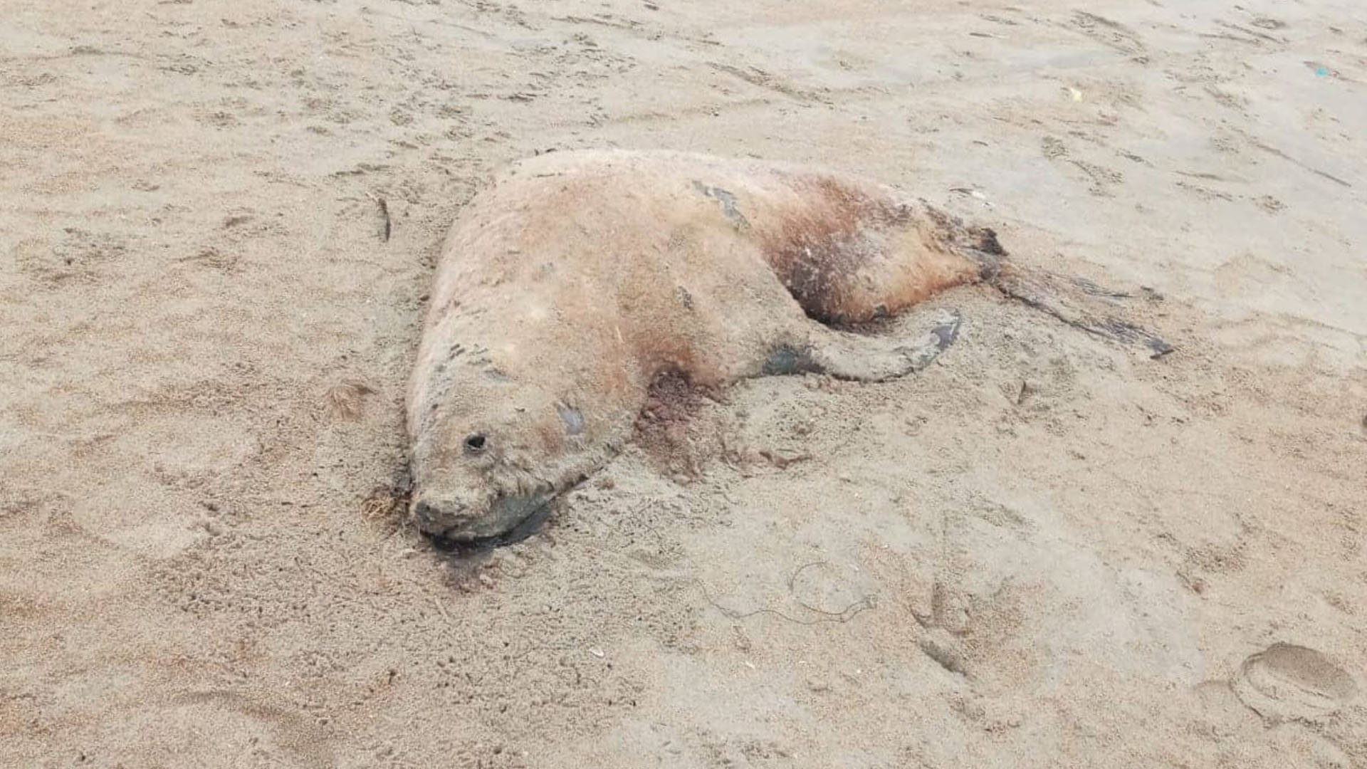 Argentina en alerta por muertes de lobos marinos por influenza aviar