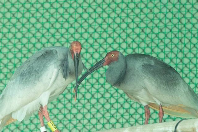 Zoológico de Beijing recibe a 16 Ibis Crestados nacidos en Japón