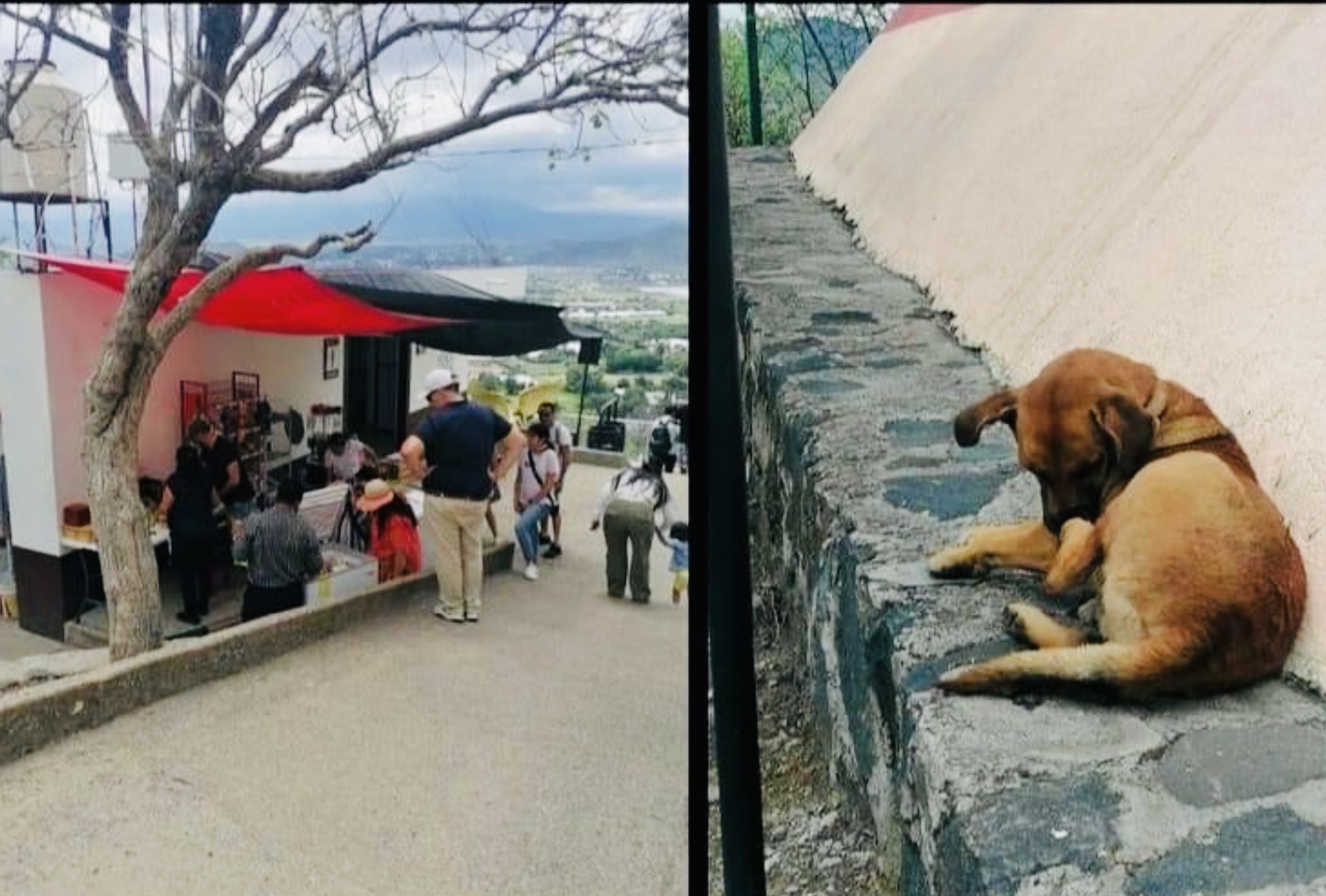 Se hace viral en Atlixco agresión contra can en el cerro de San Miguel