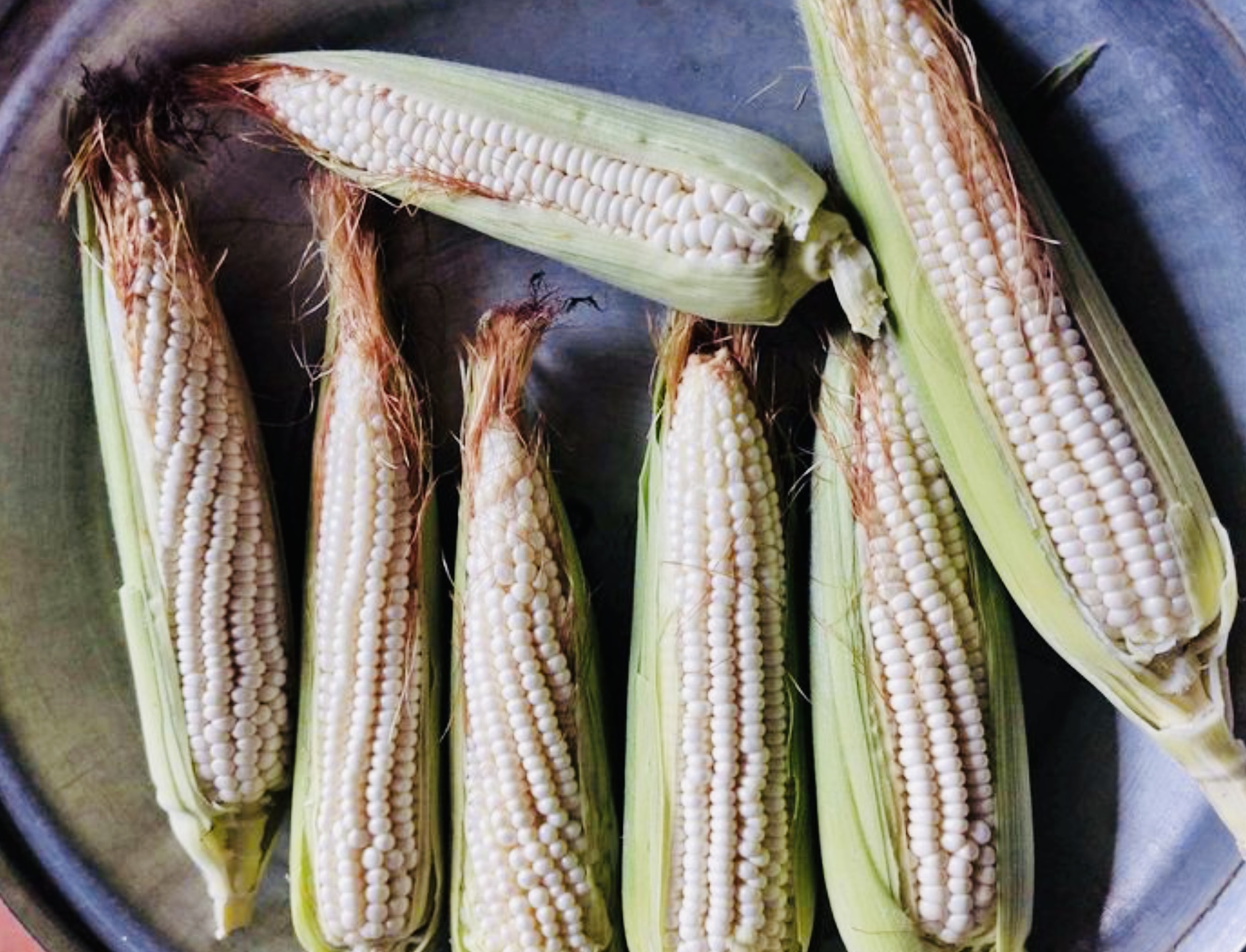 Hasta en 600 pesos venden el ciento de elotes en la región de Atlixco