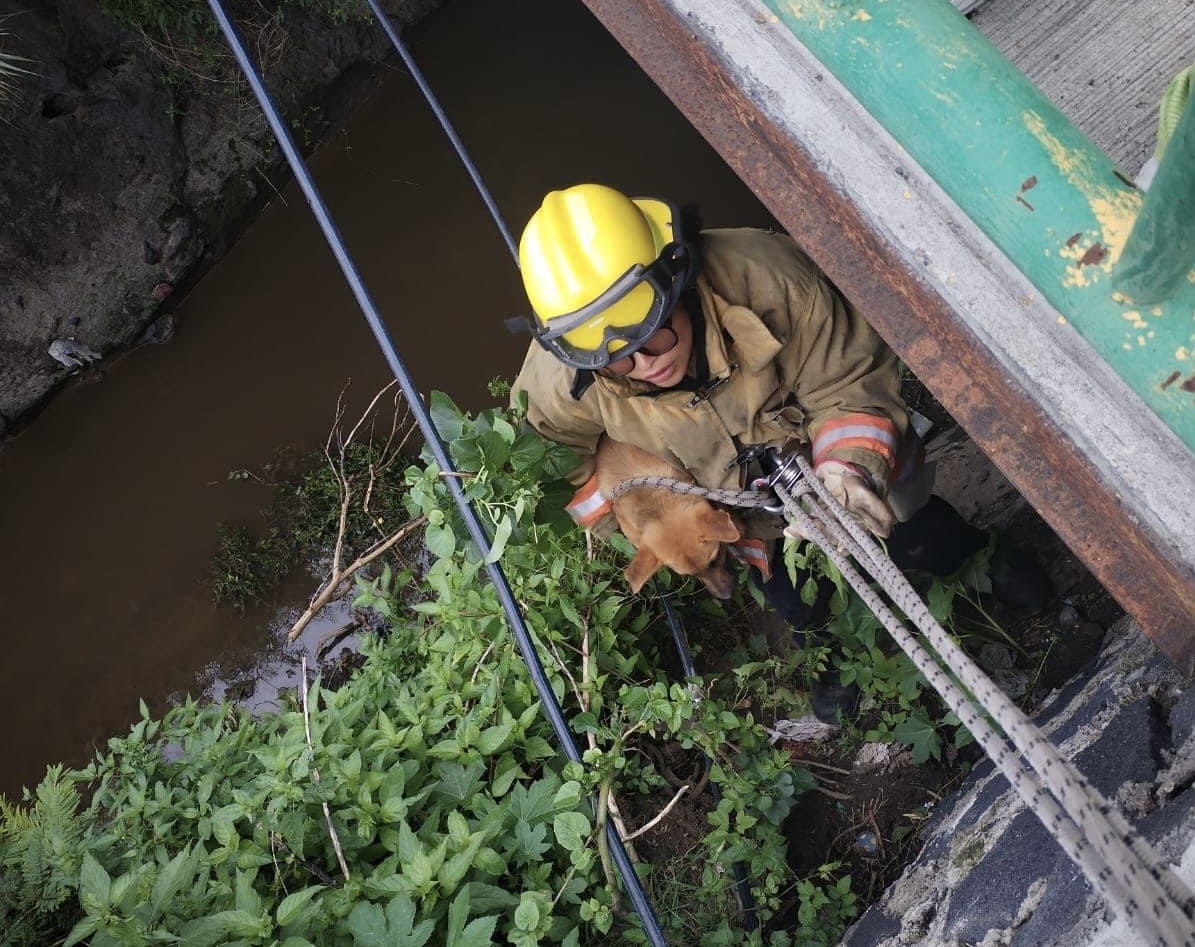 Bomberos de Atlixco rescatan de barranca a peludito