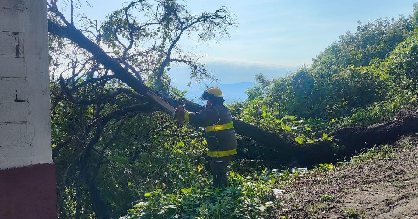 Atiende bomberos de Atlixco árbol caído en el cerro de San Miguel