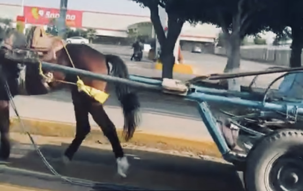 Carreta sin jinete avanzando por calles de Atlixco sorprende a habitantes