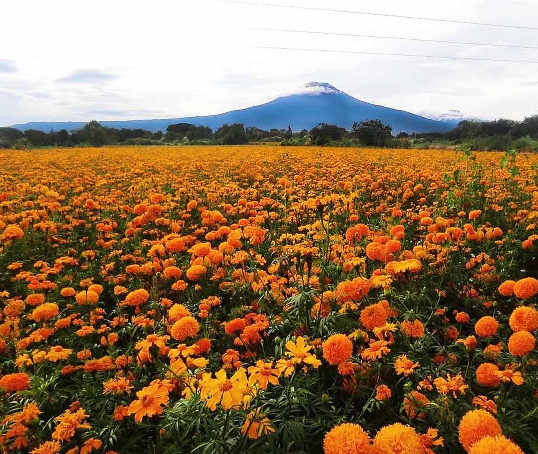En Huaquechula y Atlixco siembra de cempasúchil inicia el camino hacia el día de muertos