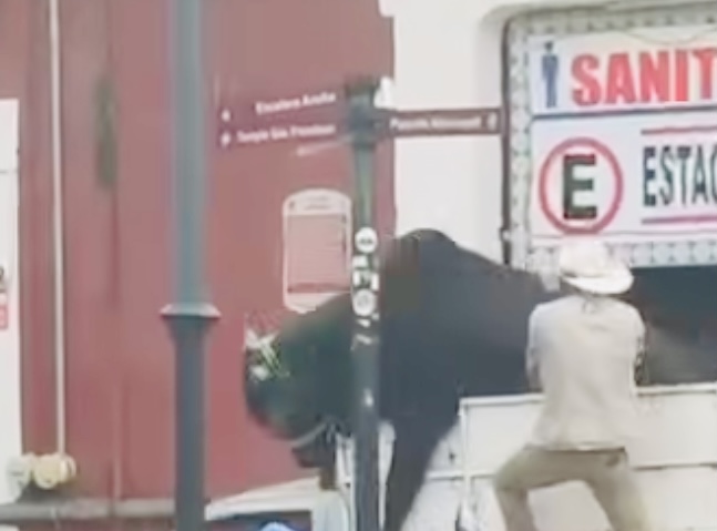 Toro intenta escapar de camioneta y causa alboroto en el centro de Atlixco