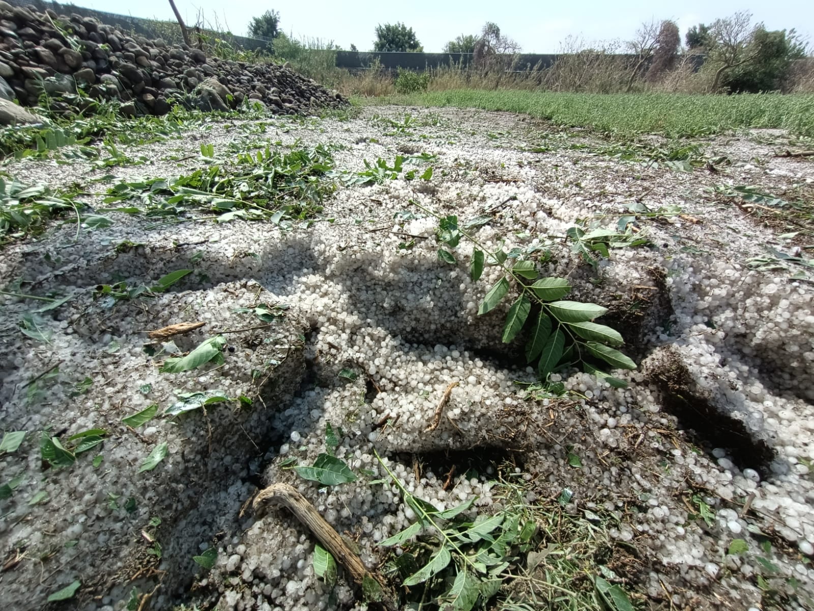 Granizo destruye cultivos de hortalizas y de temporal en Atlixco
