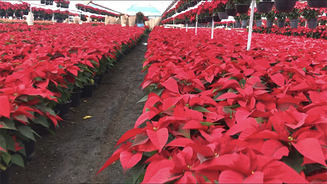 Se quejan productores de nochebuena de Atlixco por caos vehicular