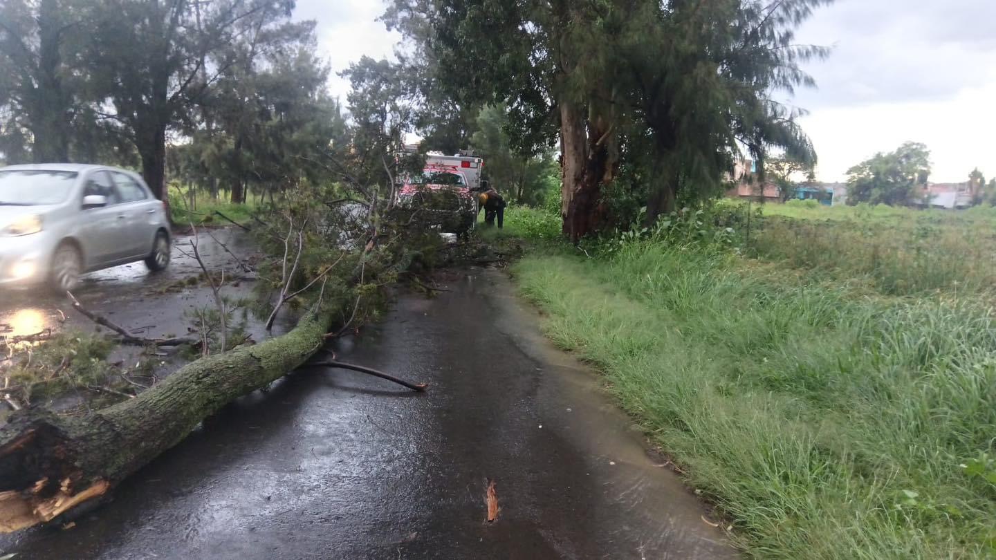 Abierto camino a colonia León de Atlixco obstaculizado por enorme árbol