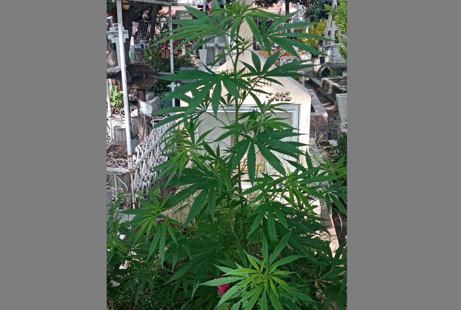 Aparece planta de marihuana en panteón de Atlixco