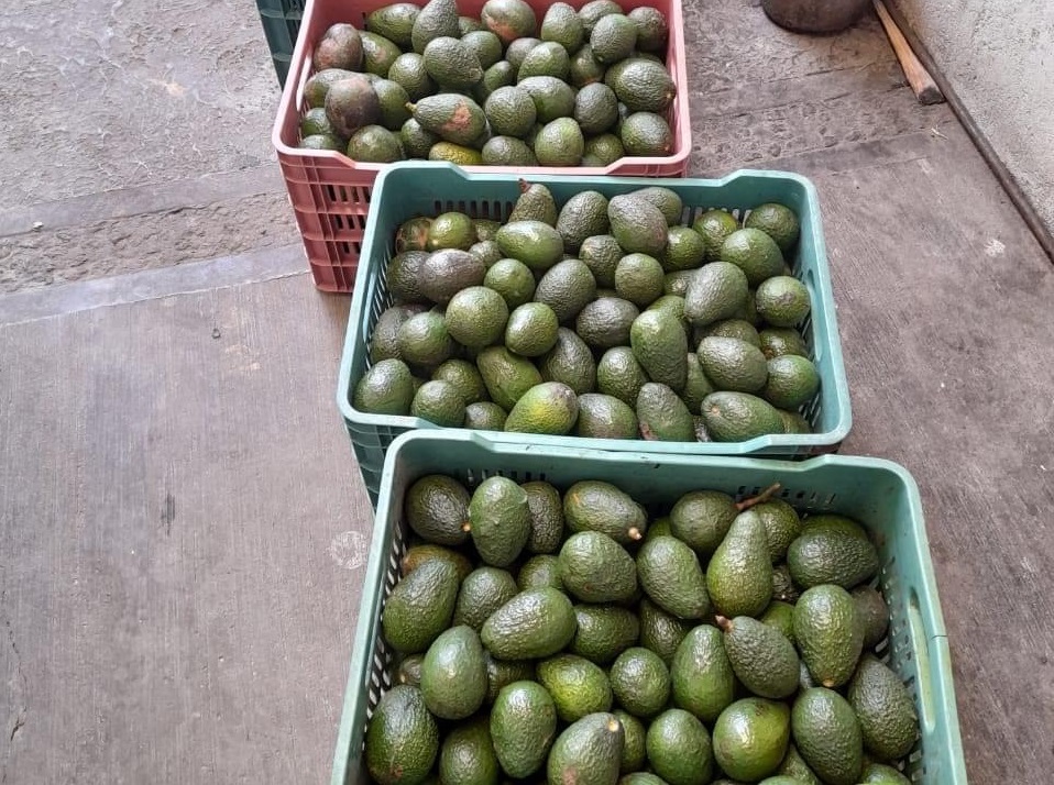 Productores de aguacate preparan muestra gastronómica en Atlixco