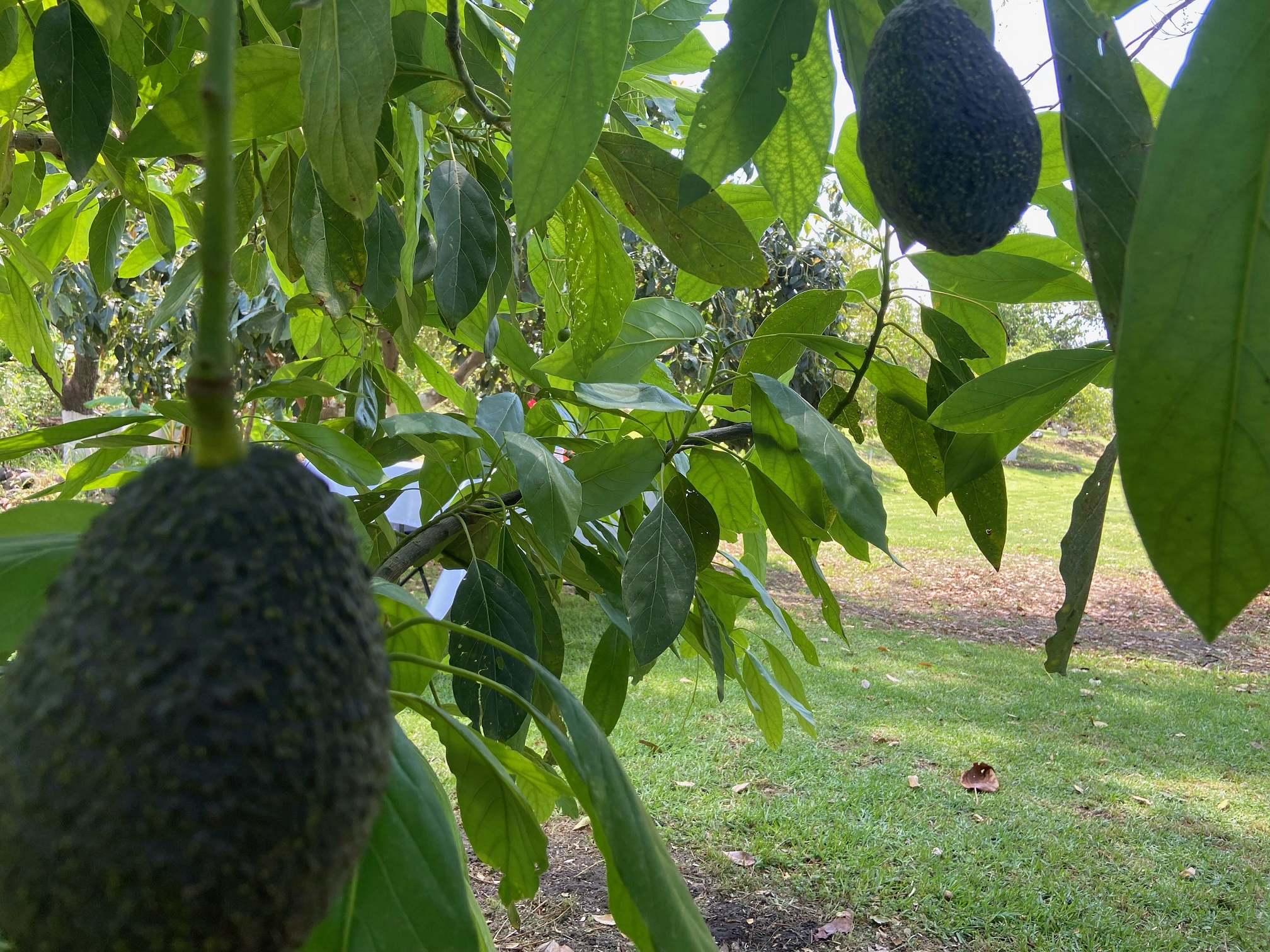 Presentan propuesta agroturística en Atlixco 