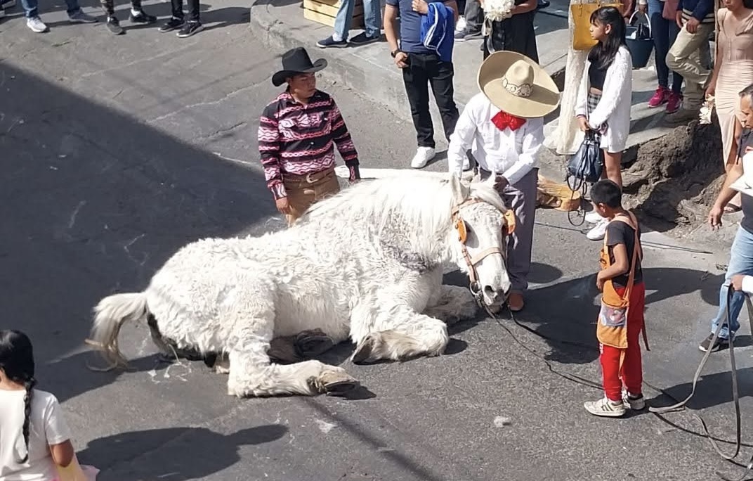 Causa indignación en Atlixco sufrimiento de caballo usado para jalar carroza 