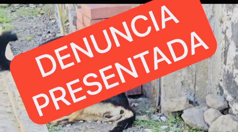 Autoridades de Atlixco presentan denuncia por envenenamiento masivo de perros 