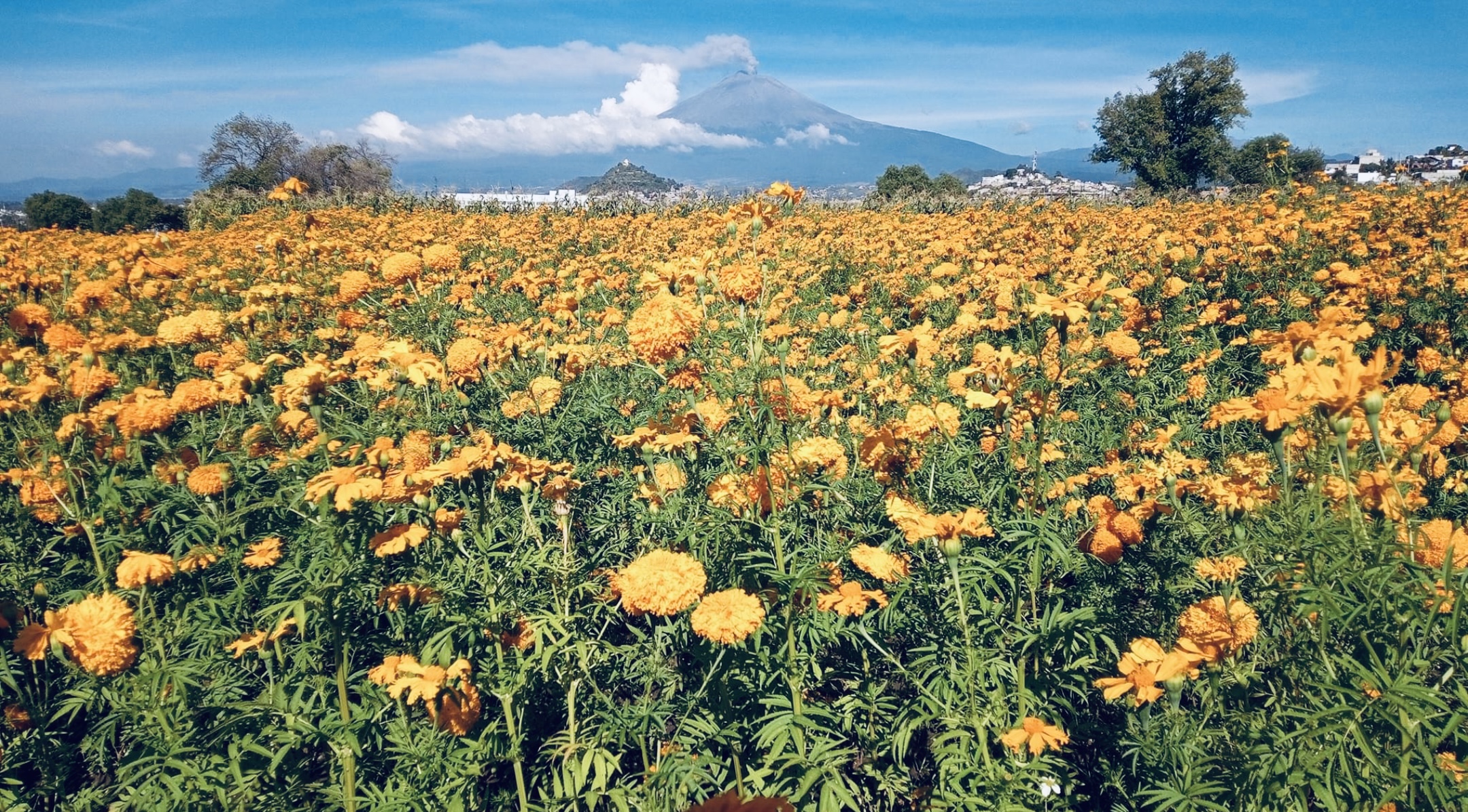 Arrancan preparativos para la Feria de la Flor de Muerto en Atlixco