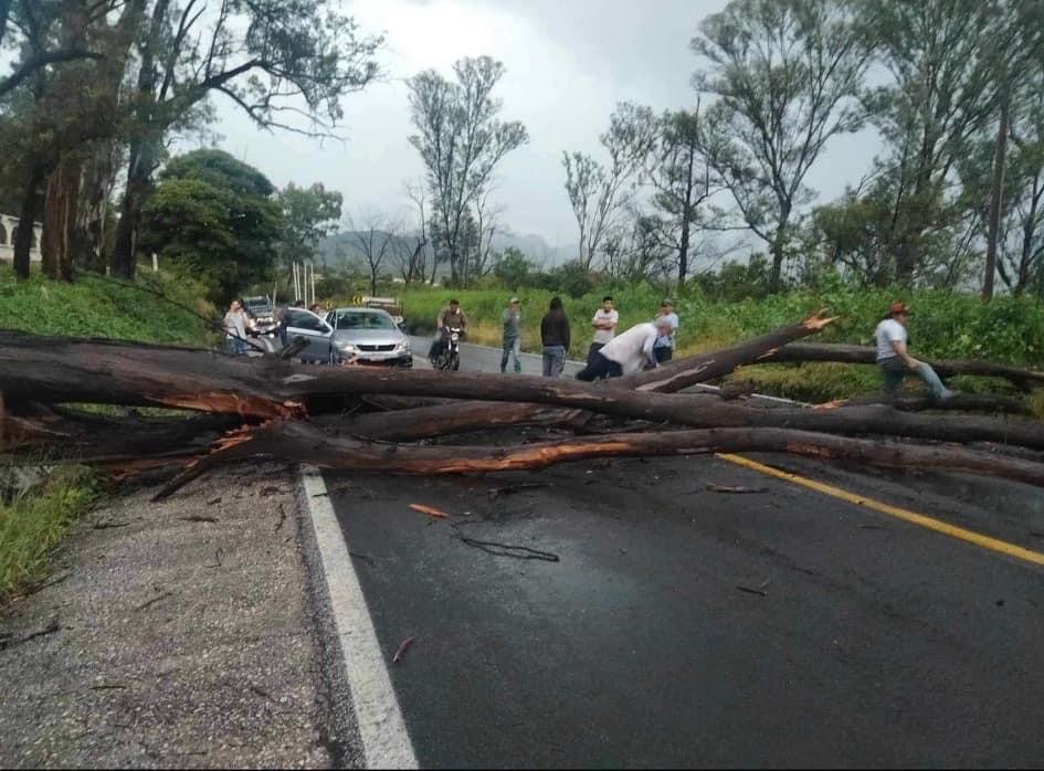 Piden revisión de árboles en la carretera federal Atlixco-Puebla 