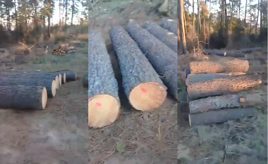 VIDEO Dañan santuario de luciérnagas por tala en Tlahuapan