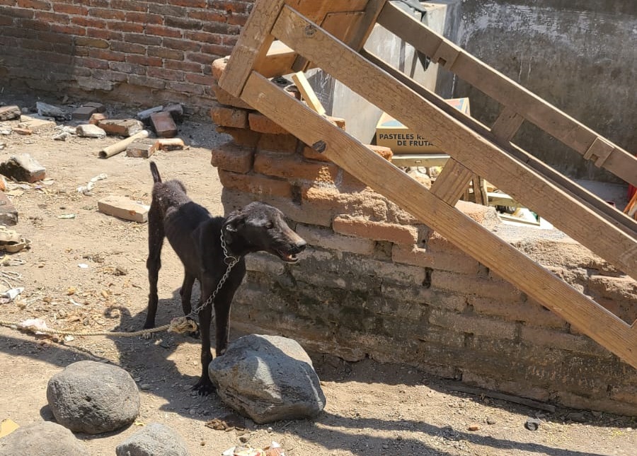 Denuncian a vecinos de Atlixco por dejar a sus perros atados y sin comer