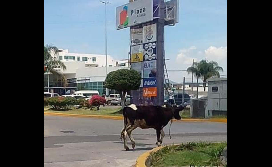 Vaca fugitiva se pasea en el bulevar Niños Héroes de Atlixco