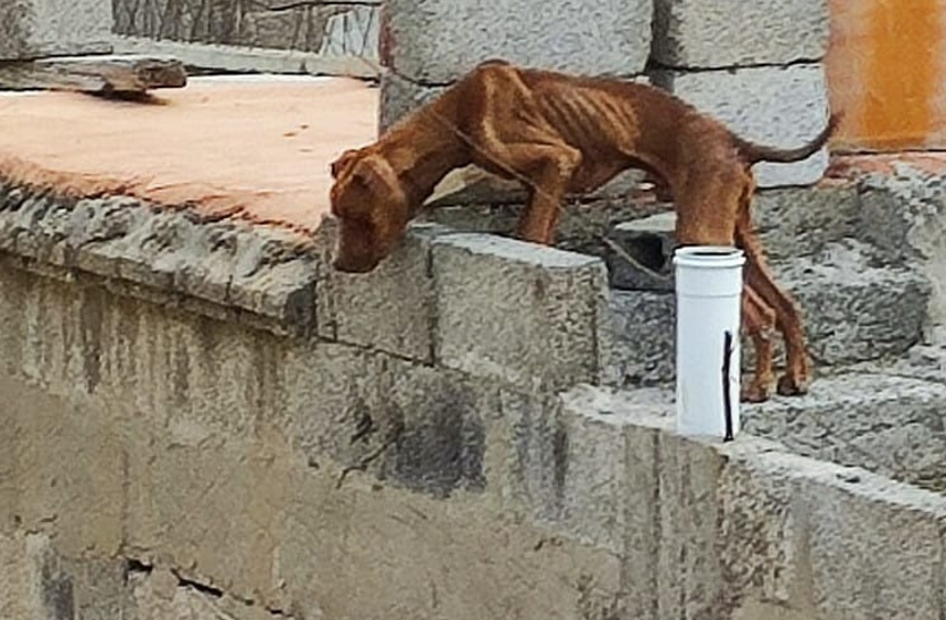 Por perros en azotea y maltrato, el mayor número de quejas en Cuautlancingo