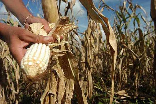 Siembra de maíz en Chapulco se limita a temporada de lluvias