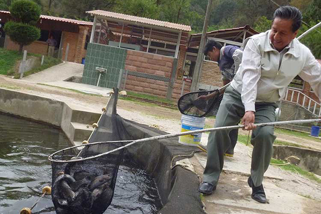Puebla, segundo mayor productor de tilapa en estados sin litoral