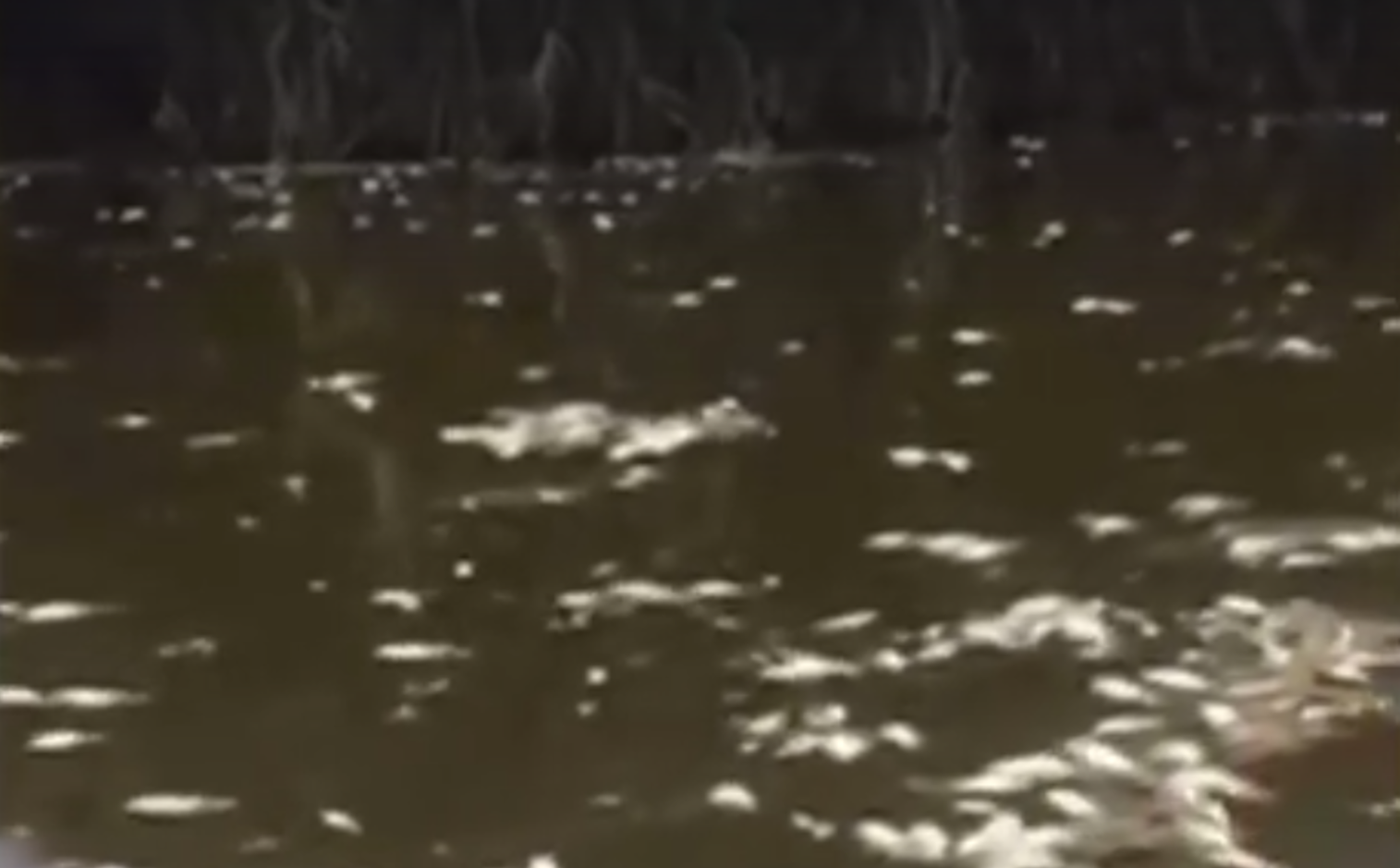 Aparece importante cantidad de peces muertos en la laguna de  San Juan Epatlan