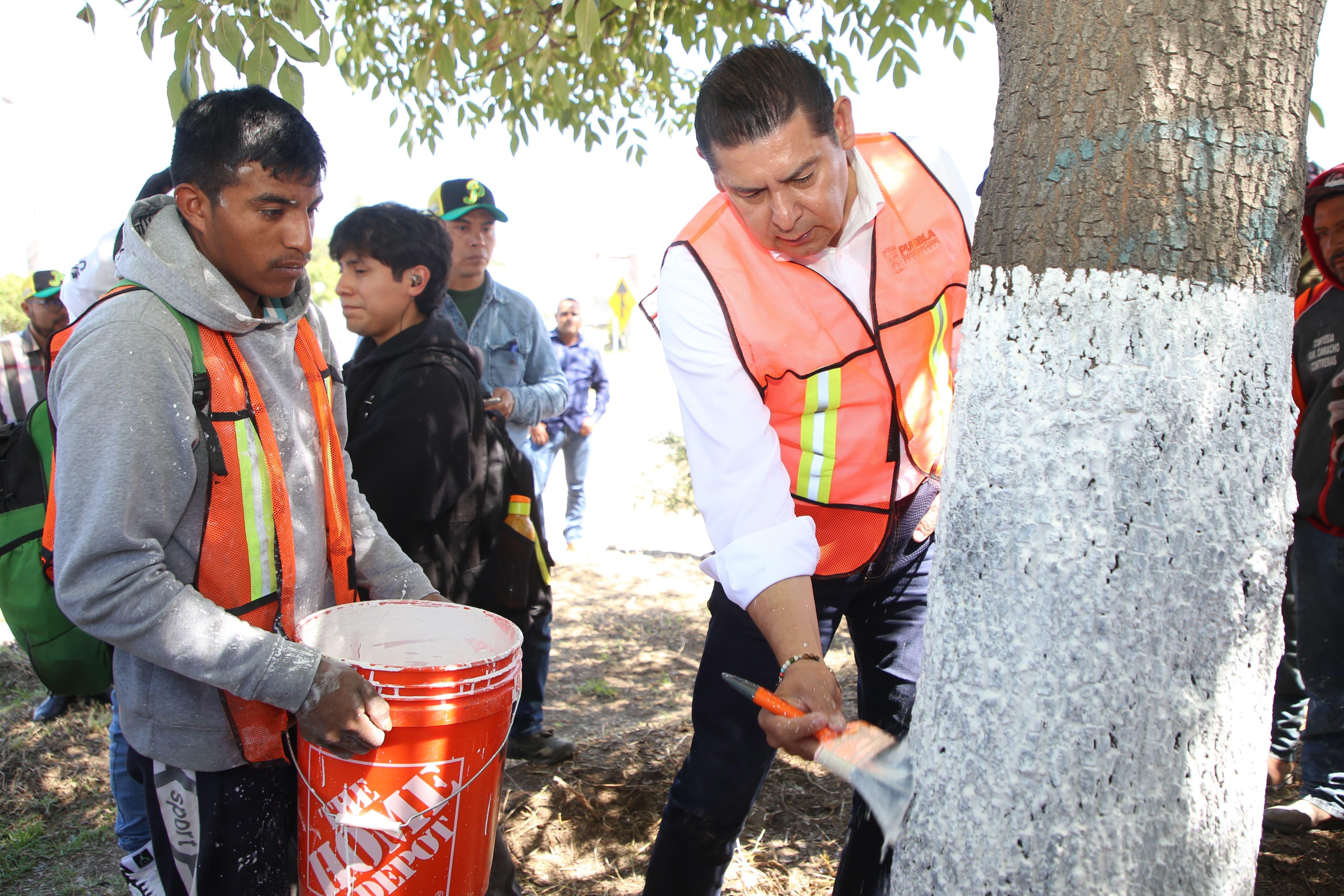 Con encalado, basado en criterios técnico-científicos, se protege arbolado urbano