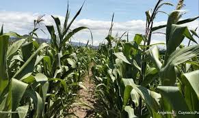 Alertan sobre posible fraude a productores en Tlahuapan