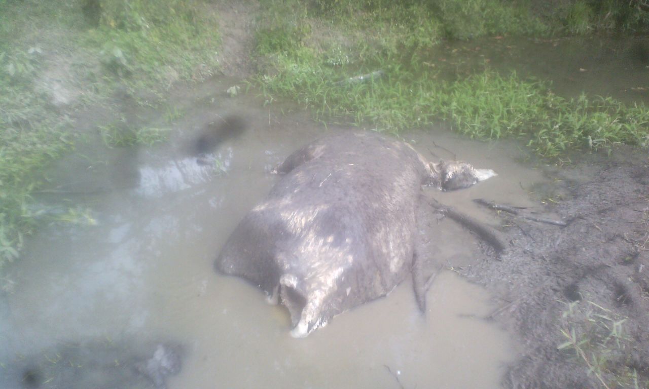 Mueren animales por derrame de hidrocarburos de TETSA