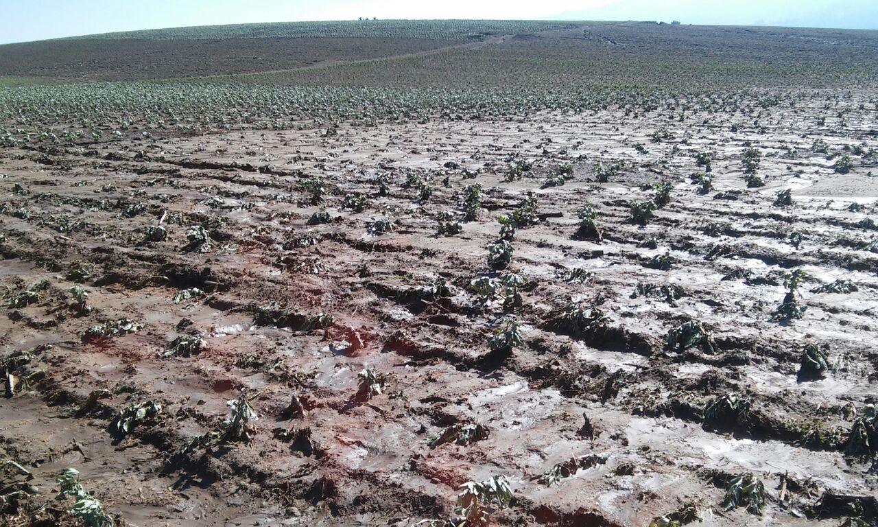 Granizo termina con 500 hectáreas de cultivos en Serdán