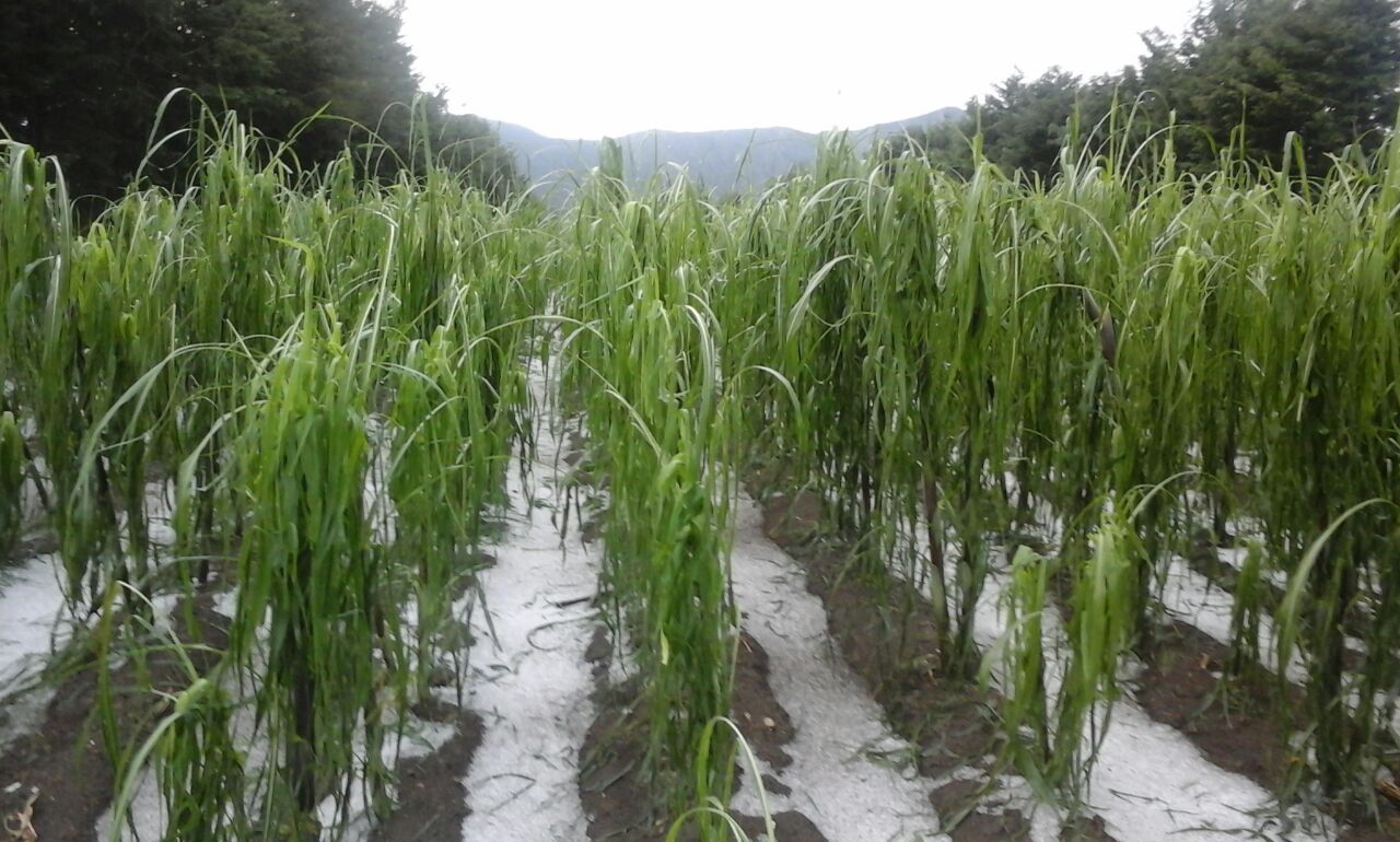 Granizada afecta cultivos en región de Tlachichuca