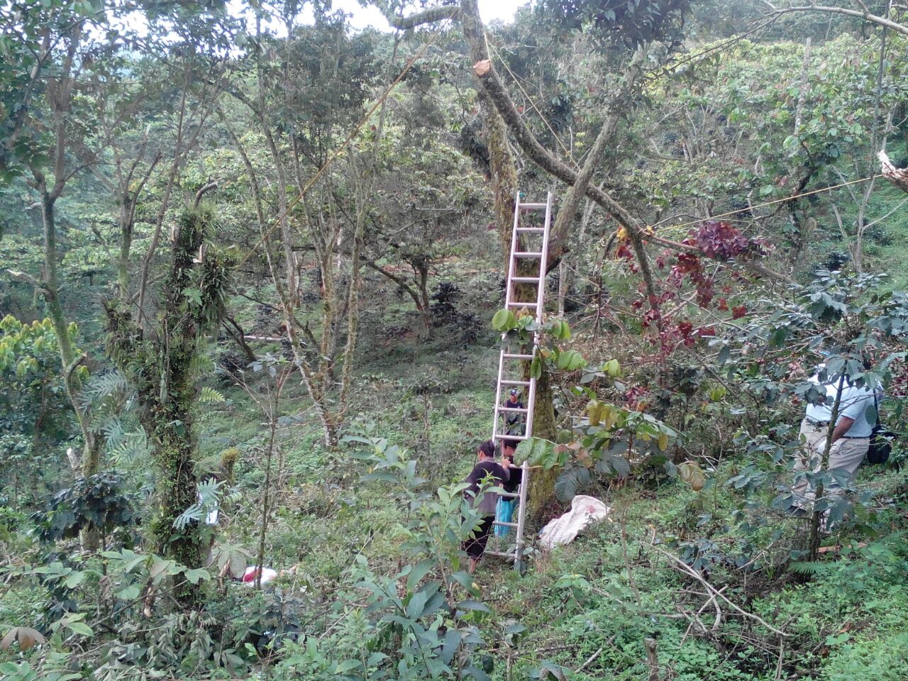 Sujeto muere al podar un árbol en Cuetzalan